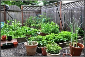 Veggie Garden 2014-6