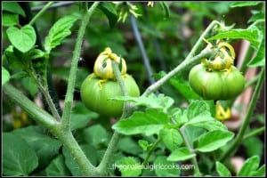 Veggie Garden 2014-7