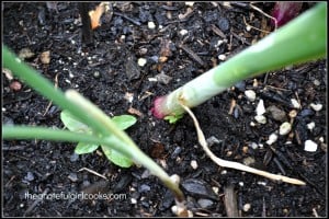 Veggie Garden 2014-8