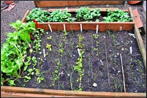 Veggie Garden May 2014