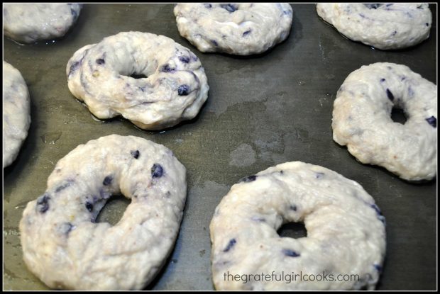 Blueberry bagels, draining on baking sheet after boiling, just prior to baking.