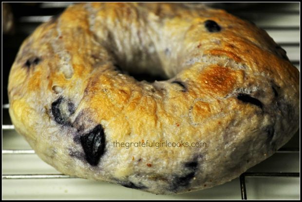 New York style blueberry bagels after baking, on wire rack