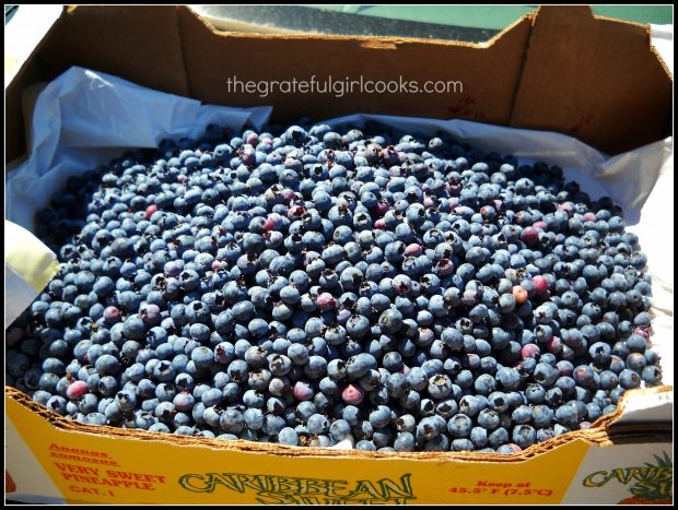 Fresh picked blueberries used to make bagels