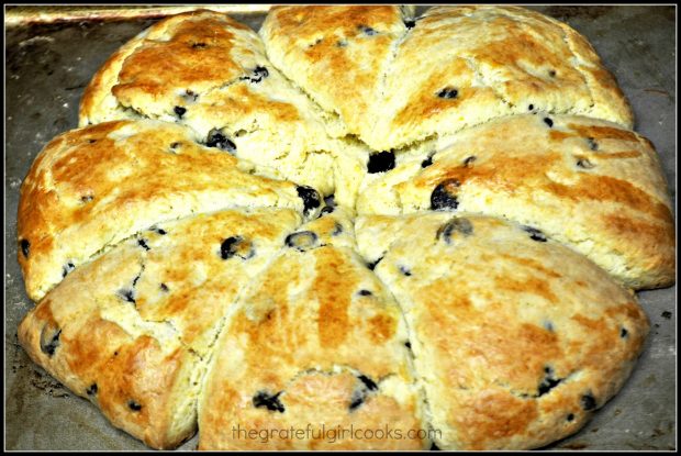 Chocolate chip orange scones, baked, and out of oven cooling.