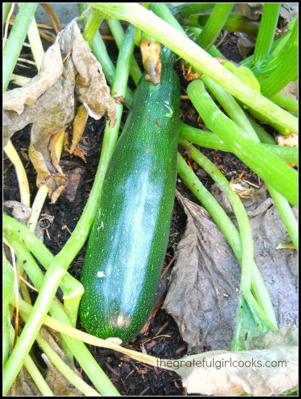 Growing the zucchini used to make this curried zucchini soup.