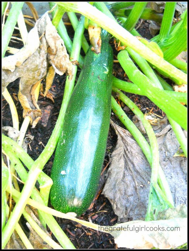 Growing zucchini in our garden to be used for baking chocolate zucchini bread.