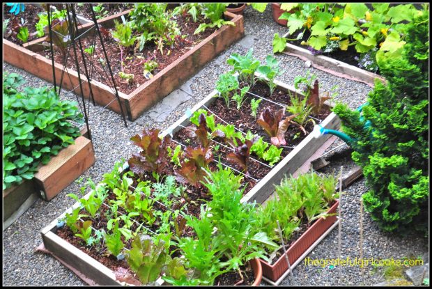 Our backyard raised beds full of lettuces and spring greens.