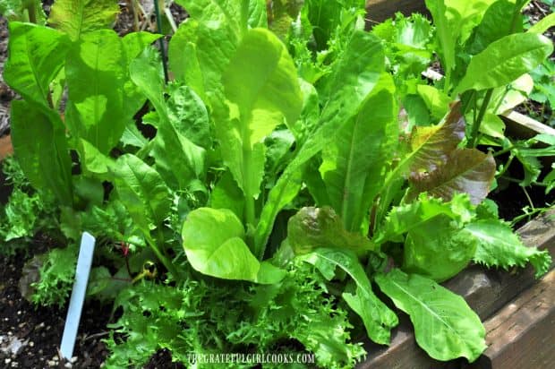 Spring greens growing, to use in salad recipe.