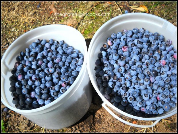 Fresh picked blueberries are perfect for making pancakes!