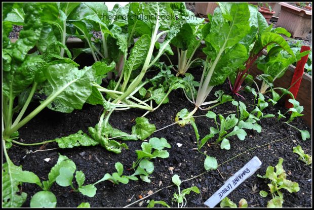 Swiss chard, growing in our little raised bed garden.