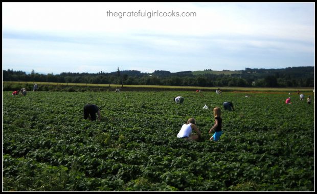 Picking fresh strawberries is a fun part of making a strawberry smoothie!