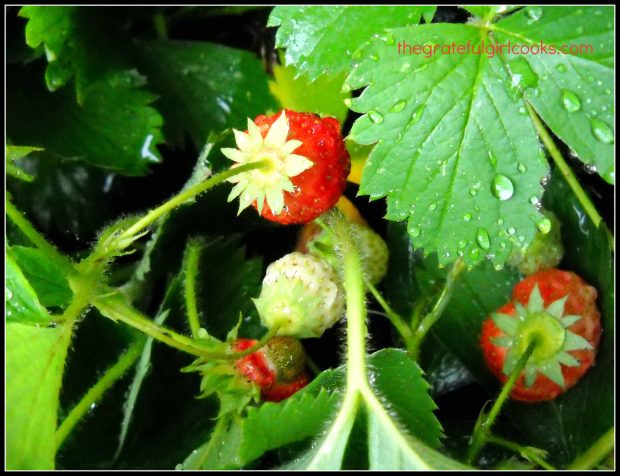 Fresh strawberries growing in our backyard garden can be used to make a strawberry smoothie!