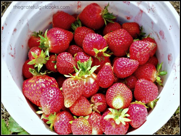 A bucket of fresh strawberries can be used to make more than one strawberry smoothie!