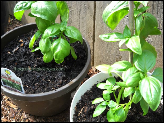 Fresh basil leaves in garden are used to make a caprese salad.