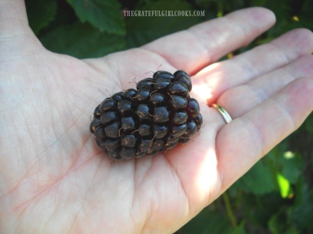 Look at the size of that fresh picked boysenberry!