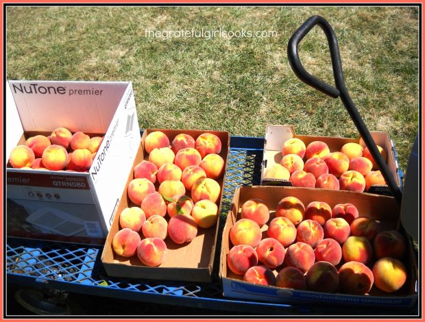 Peaches picked at local farm.