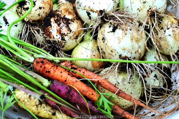 Rainbow carrots, picked fresh from our garden, to make oven roasted carrots.