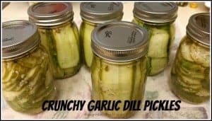 Crunchy Garlic Dill Pickles-image