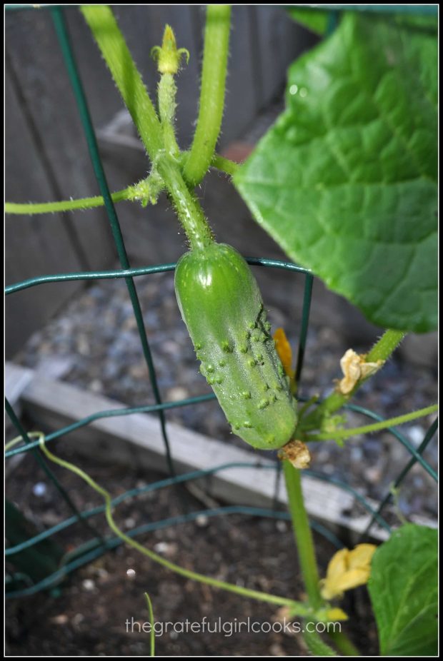 Growing pickling cucumbers to make crunchy garlic dill pickles.