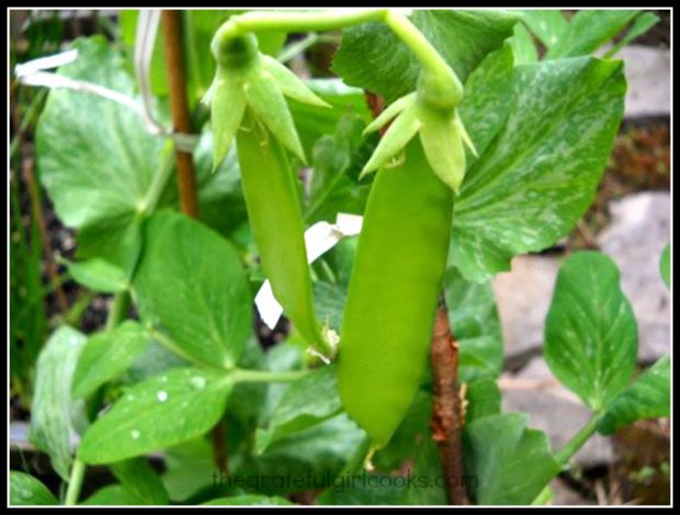 Sugar Snap Pea Stir Fry / The Grateful Girl Cooks!