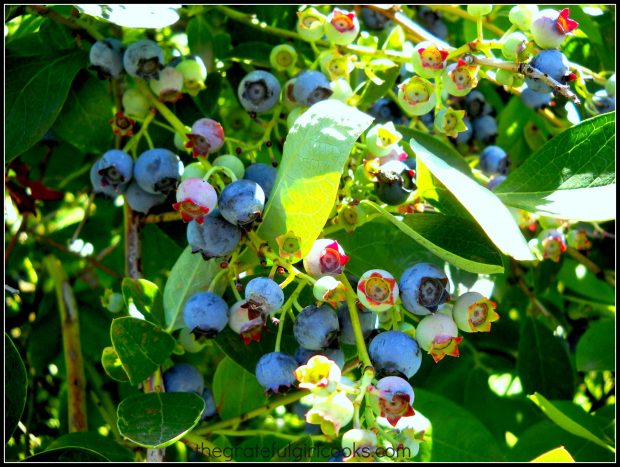 Blueberries ready to pick to make homemade blueberry ice cream!