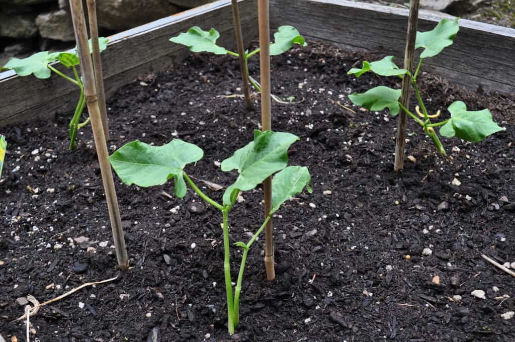 More veggies growing.