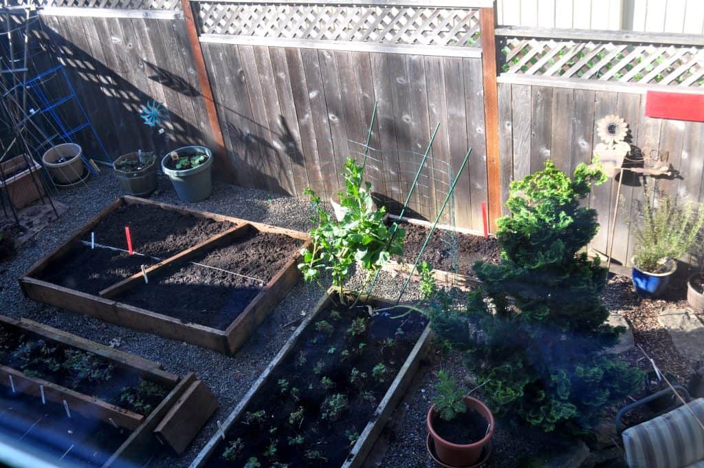 Seeds are planted in our backyard raised bed garden.