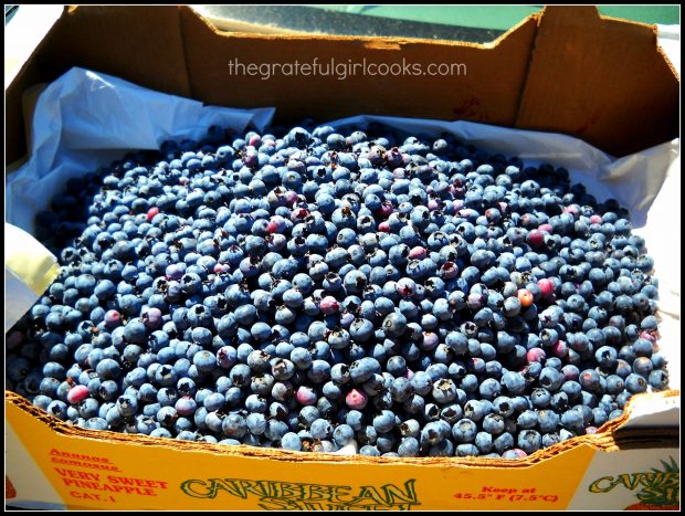 Fresh picked blueberries - some will be used to make blueberry jam!