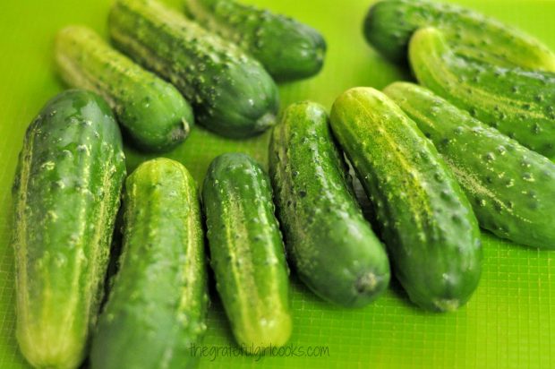 Pickling cucumbers used to make bread and butter pickles