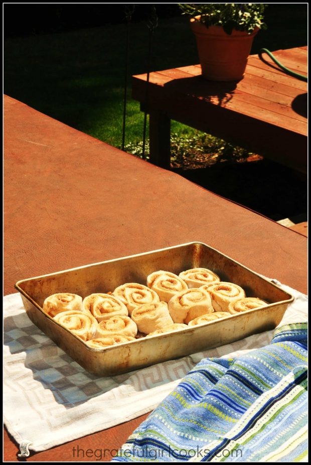 Pecan sticky rolls in pan rising in a warm place!