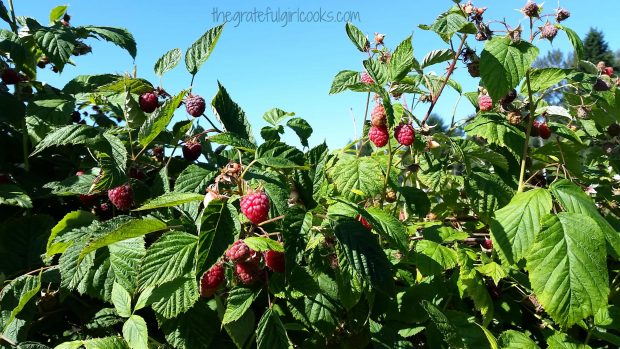 Picking raspberries at a local farm to make chocolate raspberry sundae sauce!