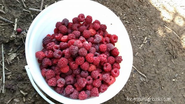 One of the buckets of fresh raspberries, freshly picked!