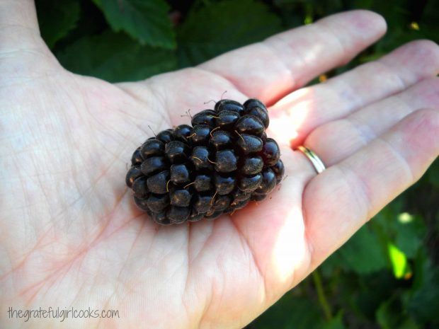 This is a fresh picked boysenberry... my FAVORITE!