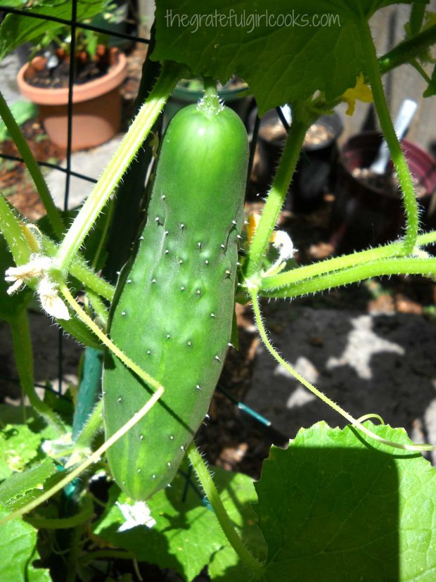 Cucumber on vine in garden