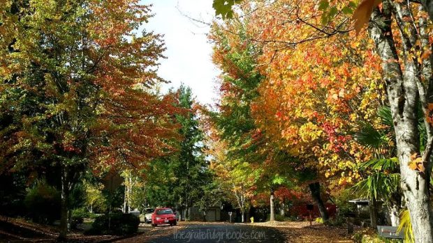 A look at our street in the Fall... a perfect time for pumpkin cookies!