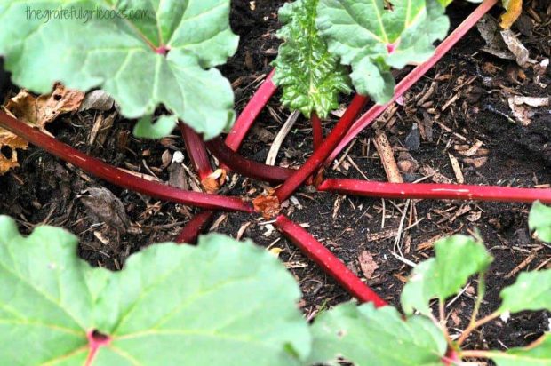 Rhubarb growing in garden, used for making rhubarb-orange jam.