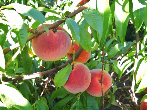 Peaches on trees, ready to pick, and make peach crisp!