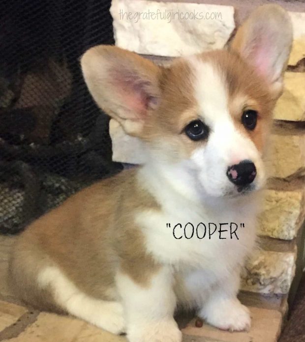 Cooper is our new corgi puppy!