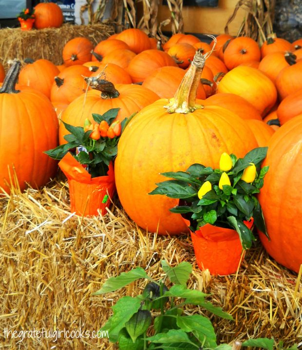 Choosing pumpkins to carve and to roast pumpkin seeds is always fun!