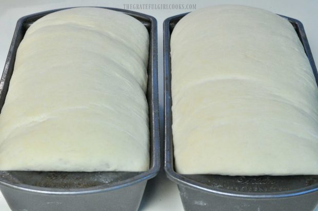 Bread dough in two pans has risen to top of pan