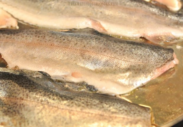 Cooking the trout in oil, in a large skillet.