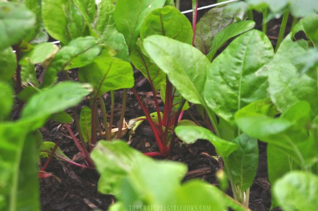 Growing Swiss chard in our garden.
