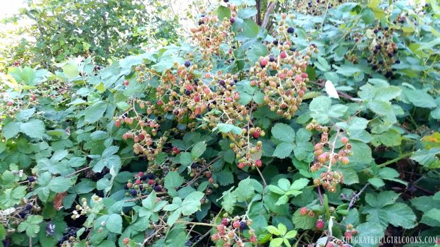 Blackberries ready to be picked in our backyad!