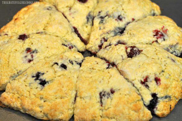 Blackberry scones, golden brown and fresh from the oven!