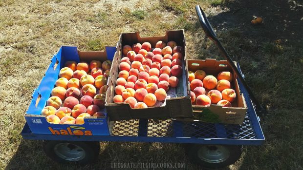 How To Can Peach Salsa / The Grateful Girl Cooks! Fresh peaches, picked at a local Farm.
