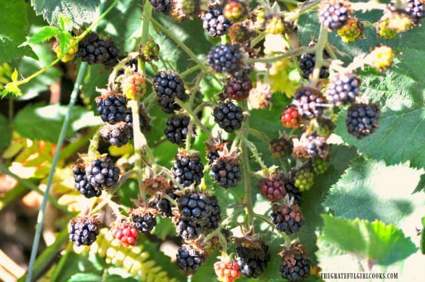 Blackberries growing in our backyard - perfect for scones!