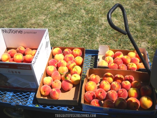 Fresh picked ripe peaches, heading home to make jam and pies!