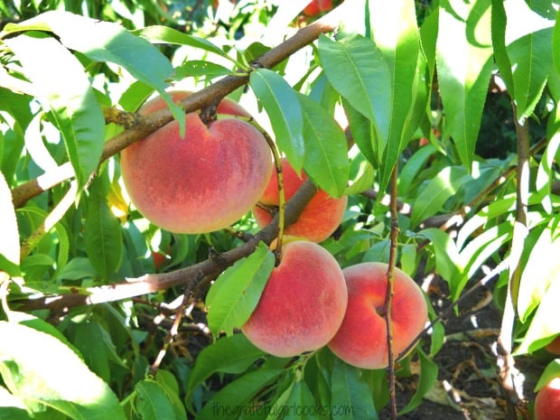 Ripe peaches on a tree, waiting to be picked to make jam