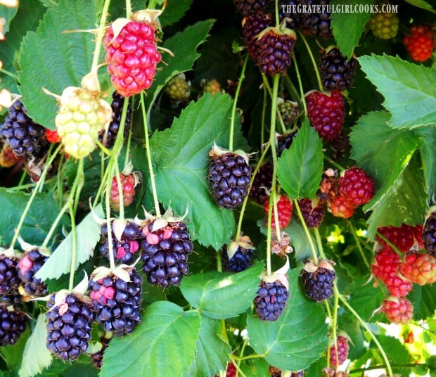 Blackberries, ready for picking!