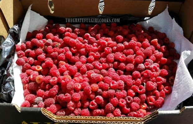 Fresh picked raspberries are perfect to use for jams and smoothies!